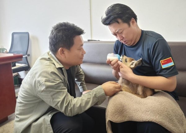 5策略 紧急救援！国家一级保护动物梅花鹿幼崽获救记