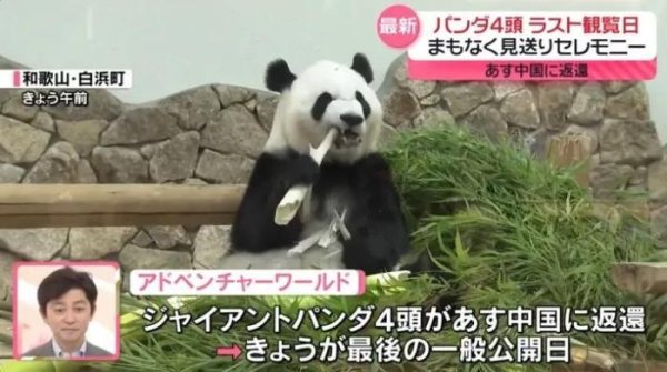翻翻策略 4只旅日大熊猫将回国 日本民众：“感谢带来的美好回忆”