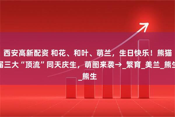 西安高新配资 和花、和叶、萌兰，生日快乐！熊猫届三大“顶流”同天庆生，萌图来袭→_繁育_美兰_熊生